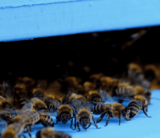 Пчеловодческий техникум в Пщеле Воле
