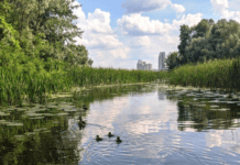 Як у Гданську бережуть навколишнє середовище