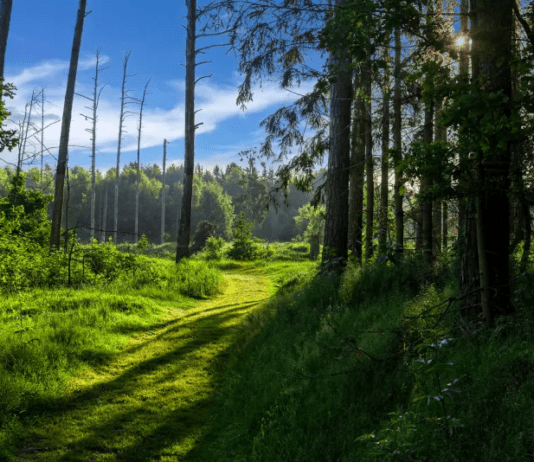 Дикая природа Гданьска: история заповедников