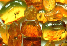 История добычи янтаря в Гданьске