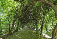 Park Oliwski im. Adama Mickiewicza