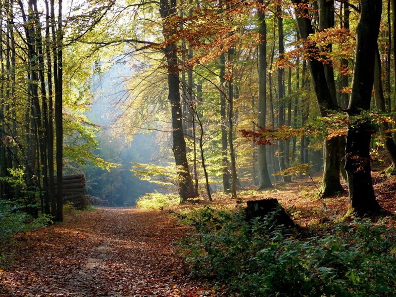Trójmiejski Park Krajobrazowy